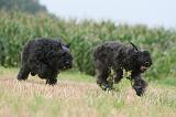 BOUVIER DES FLANDRES 408